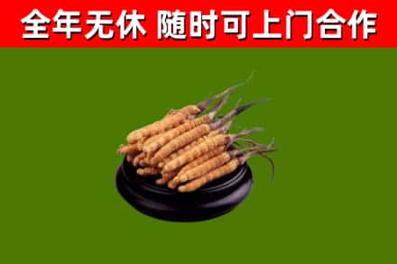 商水回收散虫草
