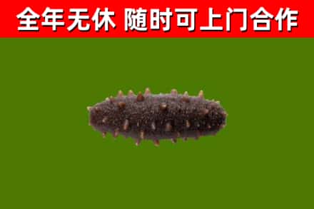 商水回收海参干